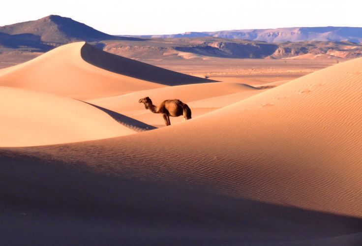 Dunes de la vallée du Drâa - Maroc