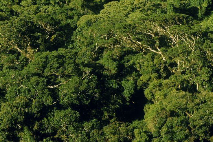 Amber Mountain National Park - Madagascar