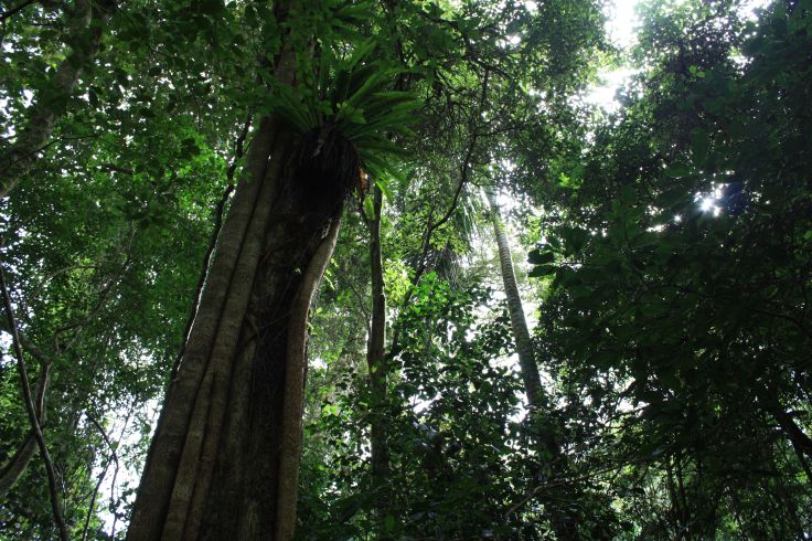 Montagne d'Ambre - Madagascar