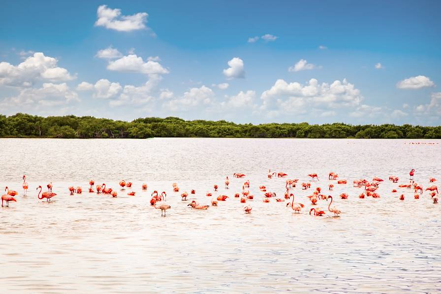 Río Lagartos - Yucatan - Mexique
