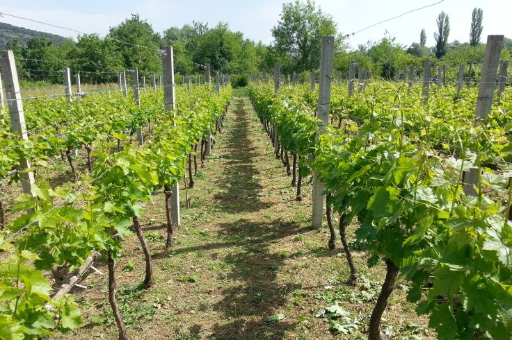 Godinje - Monténégro