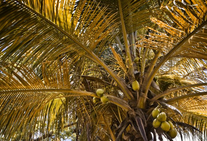 Voyage itinérant Martinique - Fort-de-France - Le Diamant