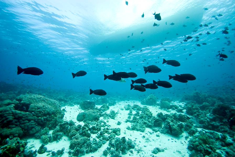 Voyages itinérants Ile Maurice - Trou aux Biches - Rodrigues