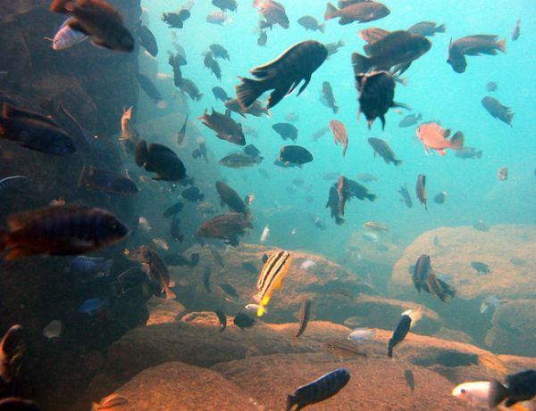 Lac Malawi - Malawi