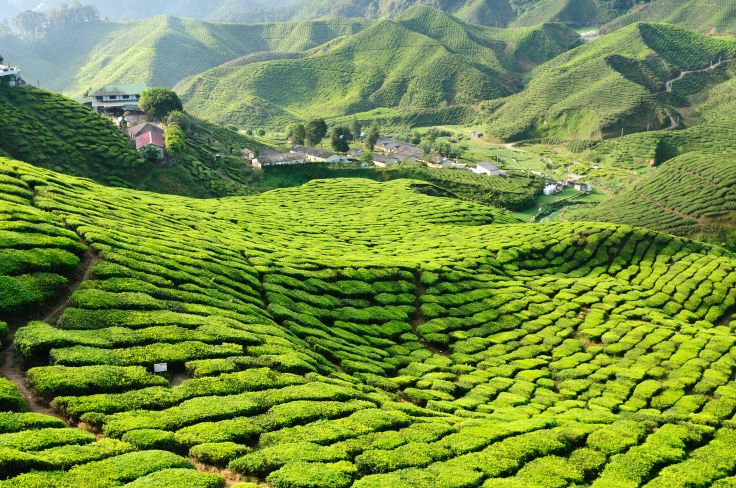 Cameron Highlands - Malaisie
