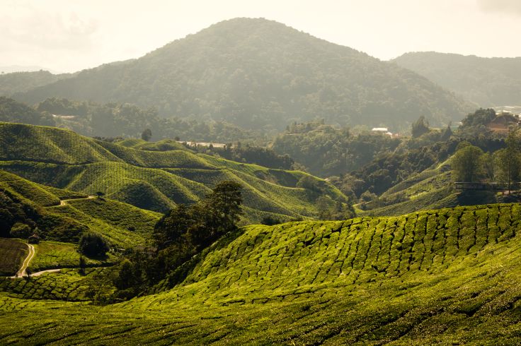 Cameron Highlands - Malaisie