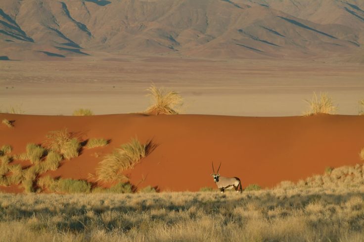 Namib Rand Nature Reserve - Namibie