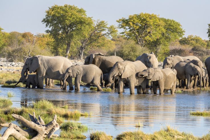 Parc national d'Etosha - Namibie