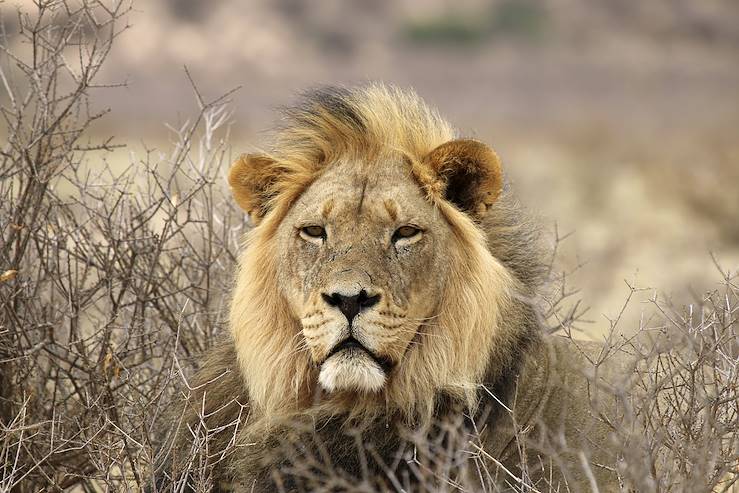 Parc national d'Etosha - Namibie