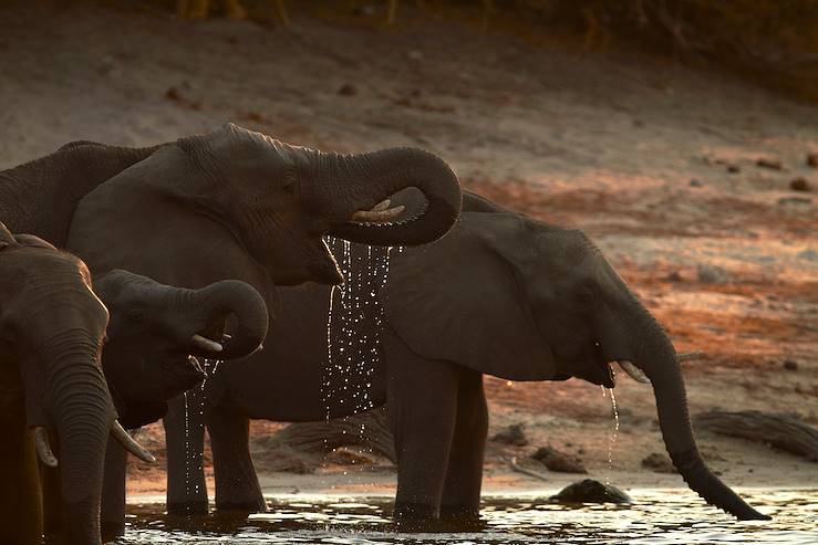 Chobe River