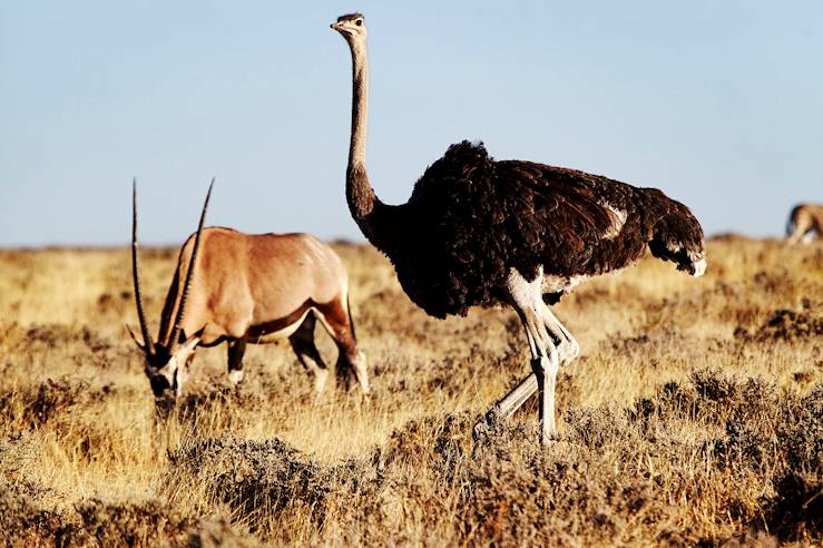 Parc national d'Etosha - Kunene - Namibie