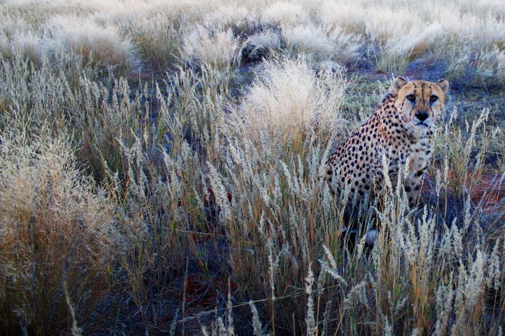 Bagatelle Kalahari Game Ranch - Mariental - Namibie