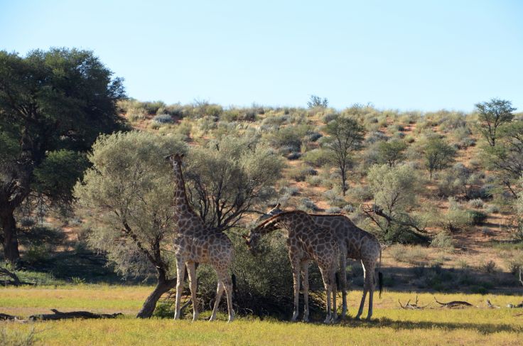 Girafes dans le désert du Kalahari - Namibie