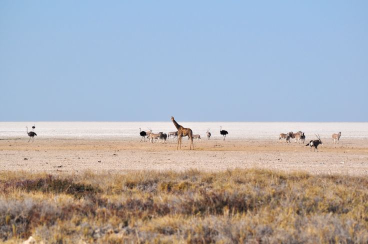 Parc national d'Etosha - Namibie
