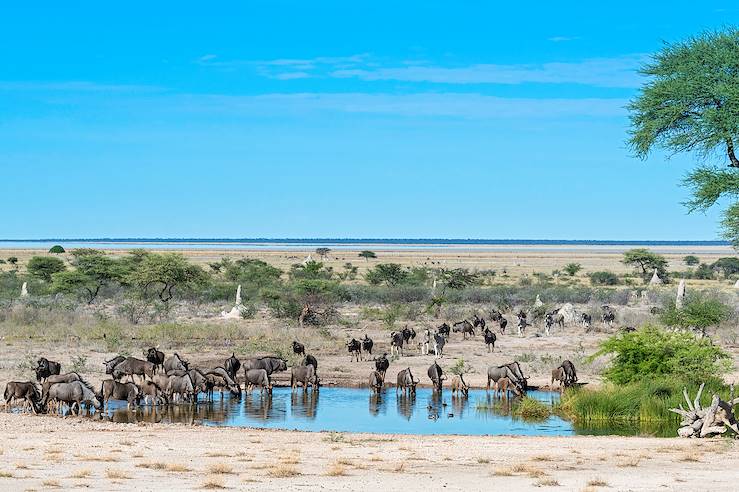Parc national d'Etosha - Nambie