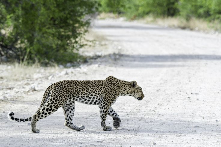 Parc national d'Etosha - Nambie
