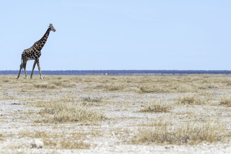Parc national d'Etosha - Nambie