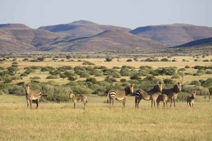 Palmwag - Damaraland - Namibie