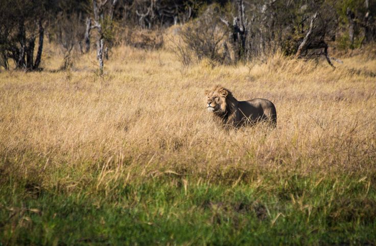 Khwai - Botswana