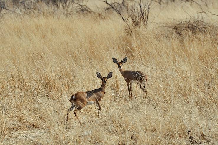 Parc national d'Etosha - Namibie