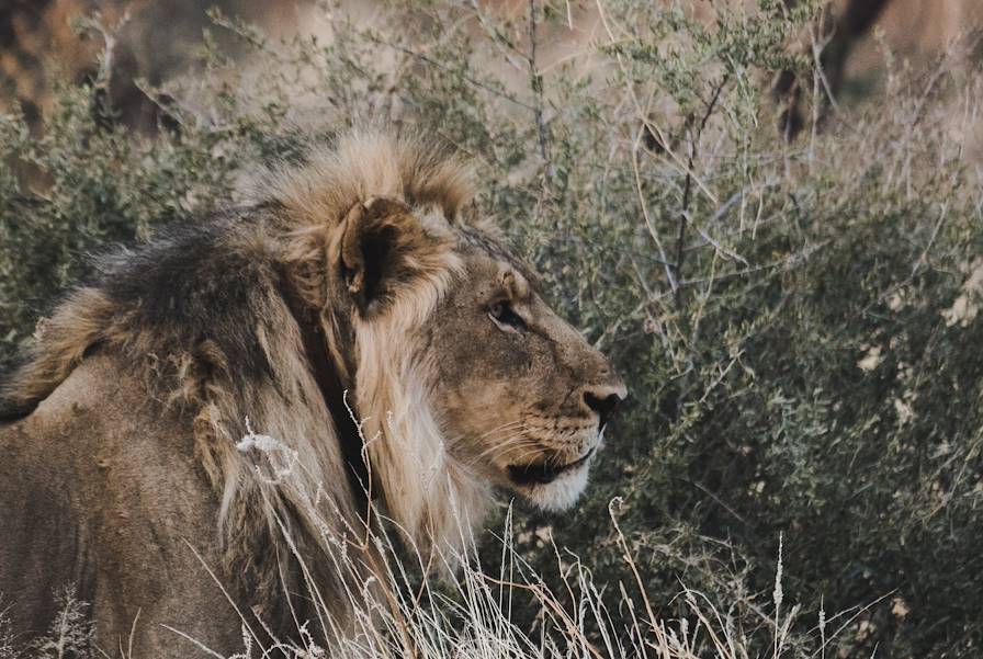 Parc national d'Etosha - Namibie