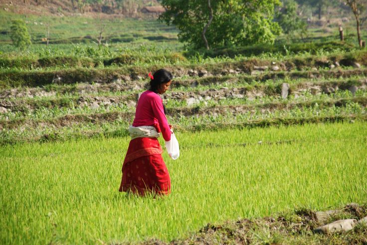 Culture du riz au Népal
