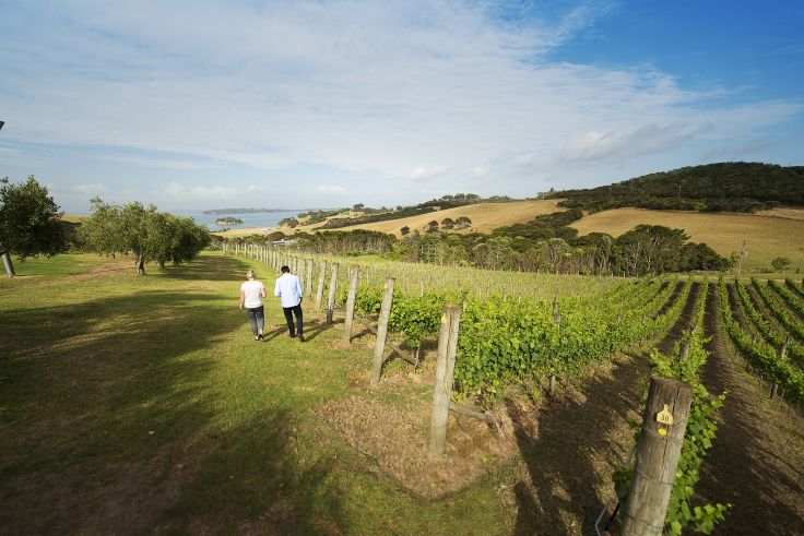Vignobles de l'île de Waiheke - Auckland - Nouvelle-Zélande