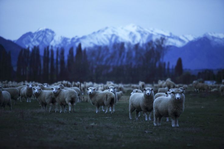 Wanaka - Ile du Sud - Nouvelle Zélande