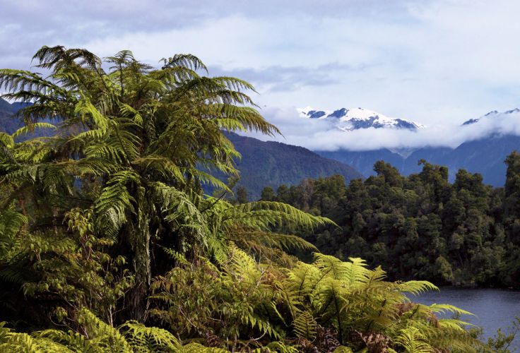Parc national de Westland Tai Poutini - Ile du Sud - Nouvelle Zélande