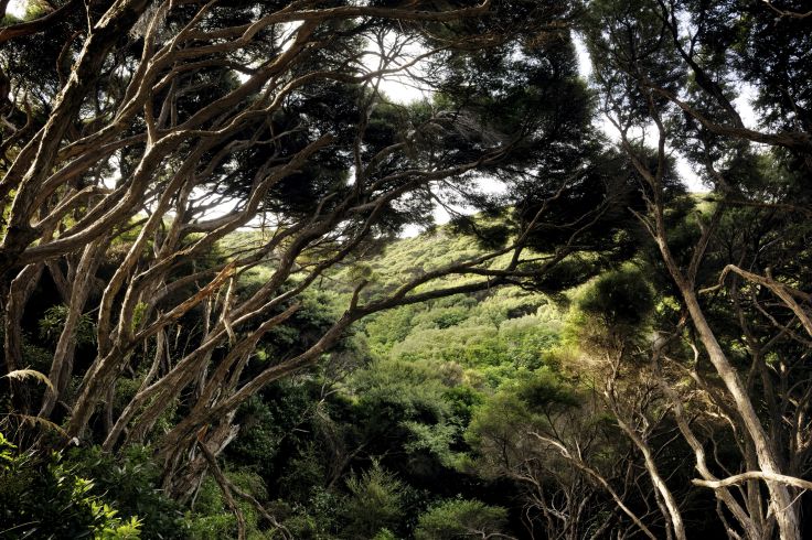 Île de Kapiti - Ile du Nord - Nouvelle-Zélande