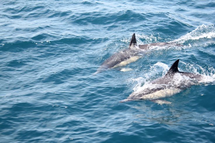 Dauphins dans le Golfe de Hauraki - Nouvelle Zélande