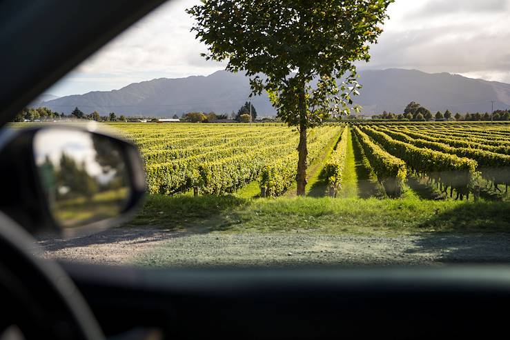 vignes - Blenheim - Marlborough - Nouvelle Zélande
