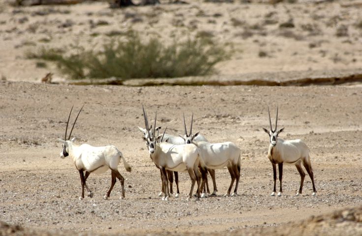 Wahiba Desert - Oman