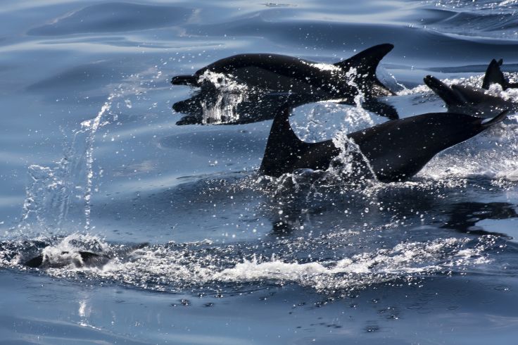 Dauphins - Portugal