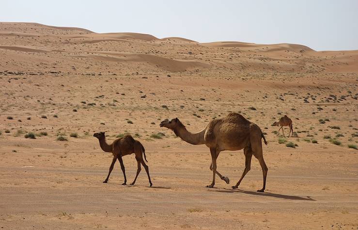 Désert de Wahiba - Région de Ash Sharqiyyah - Oman