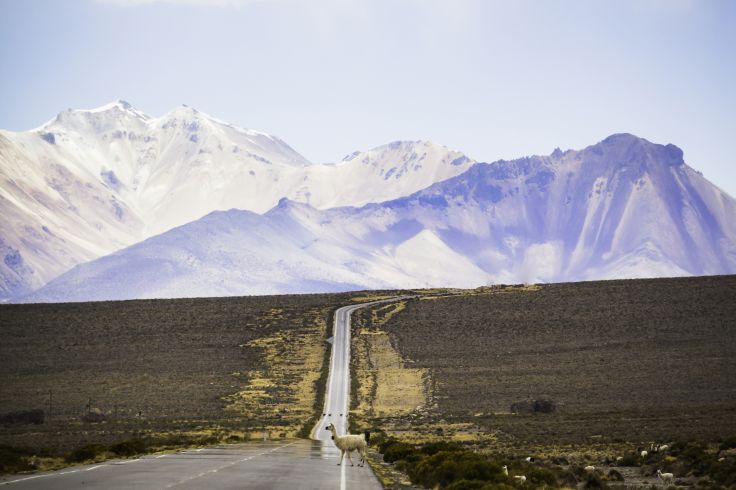 Parc national du Sajama - Bolivie