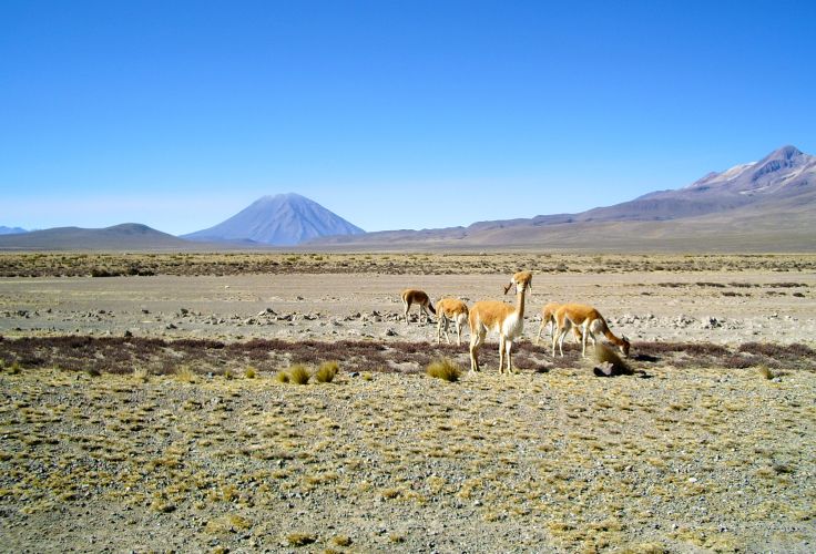 Le volcan Misti - Canyon del Colca - Arequipa - Pérou