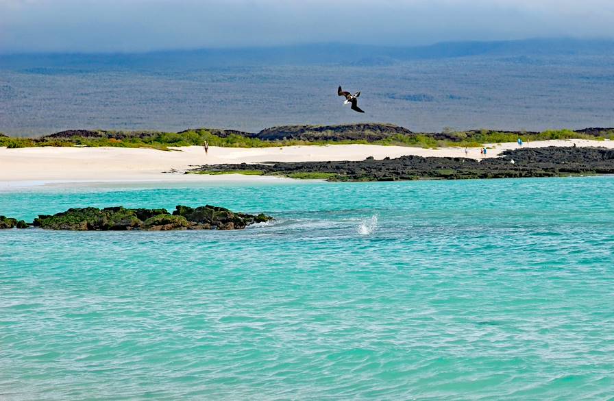 Îles Galápagos - Equateur