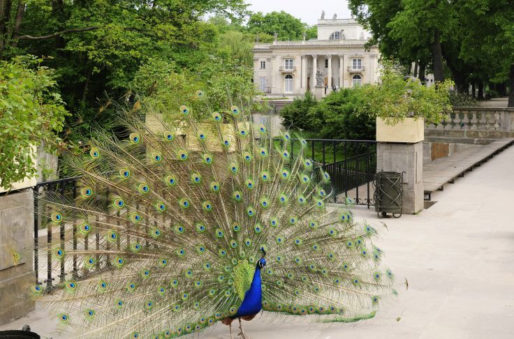 Les Bains Royaux - Varsovie - Pologne