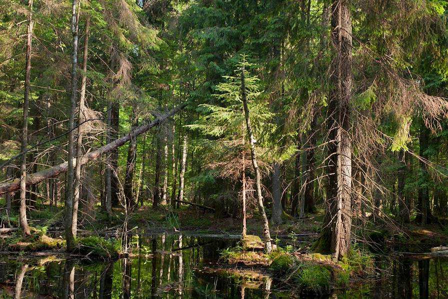 Forêt de Bialowieza - Podlachie - Pologne