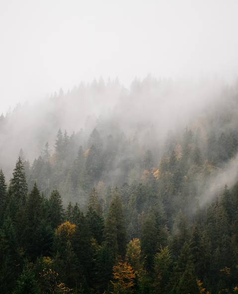 Forêt de Bialowieza - Podlachie - Pologne