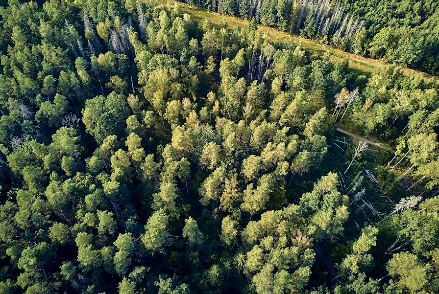 Forêt de Bialowieza - Podlachie - Pologne