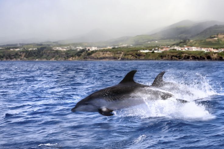 Dauphins - Portugal