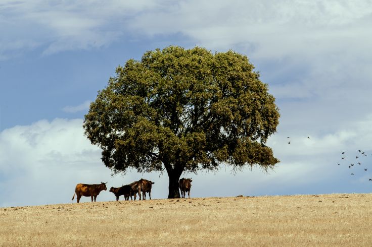 Alentejo - Portugal