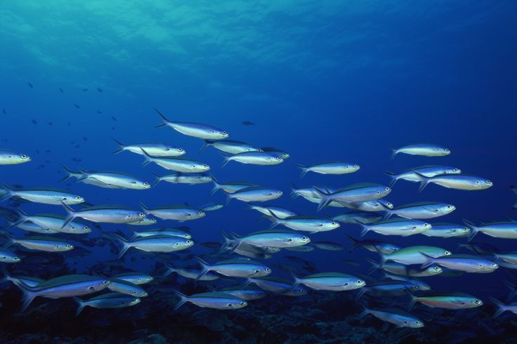 Poissons Fusiliers - Pacifique Tropical