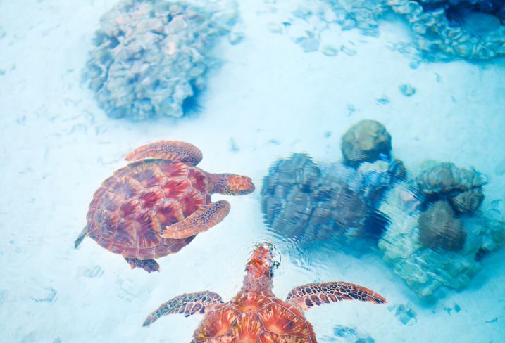 Snorkeling
