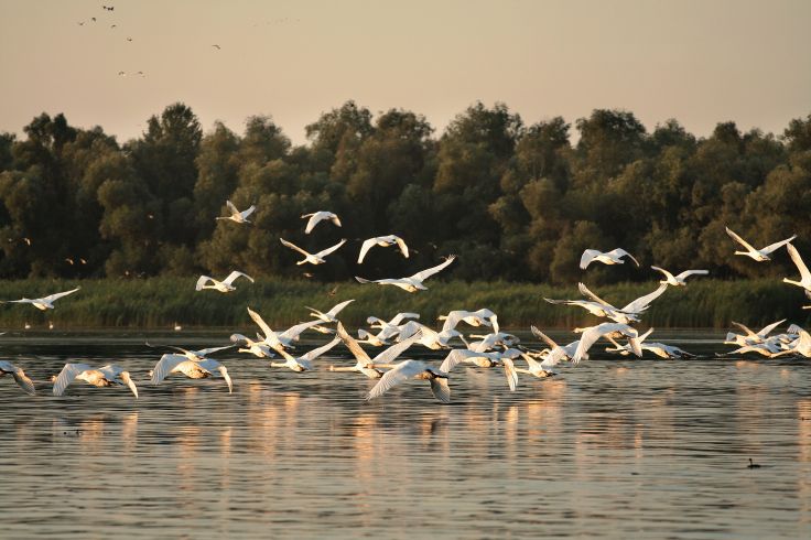 Delta du Danube - Roumanie