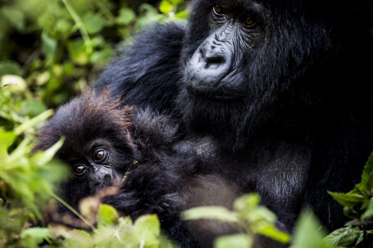 Parc National des Volcans - Rwanda