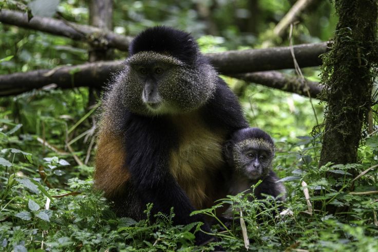 Parc National des Volcans - Rwanda