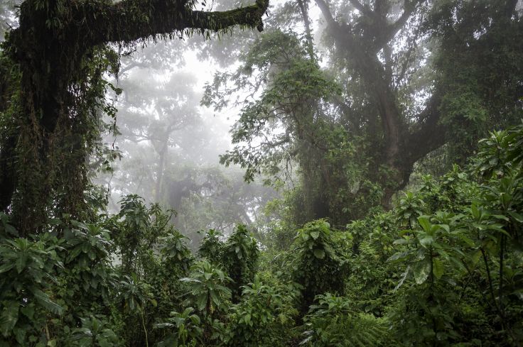 Parc National des Volcans - Rwanda